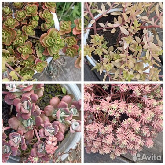 Растения для дома и улицы