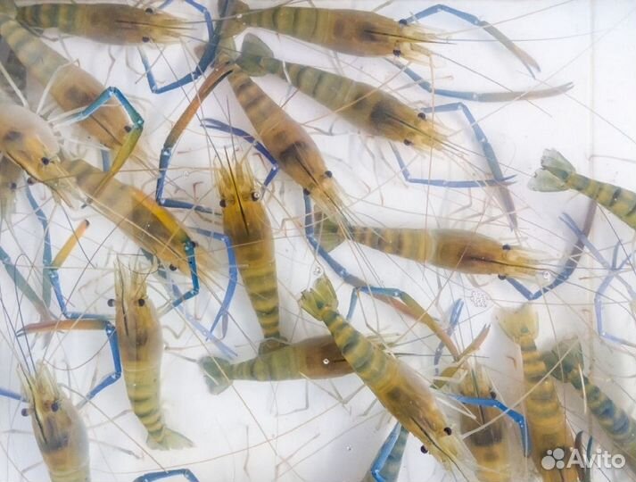 Живые Малайзийские Речные Креветки до 15 см