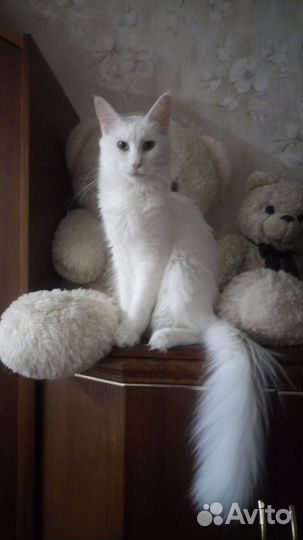 Кошка Мейн-кун