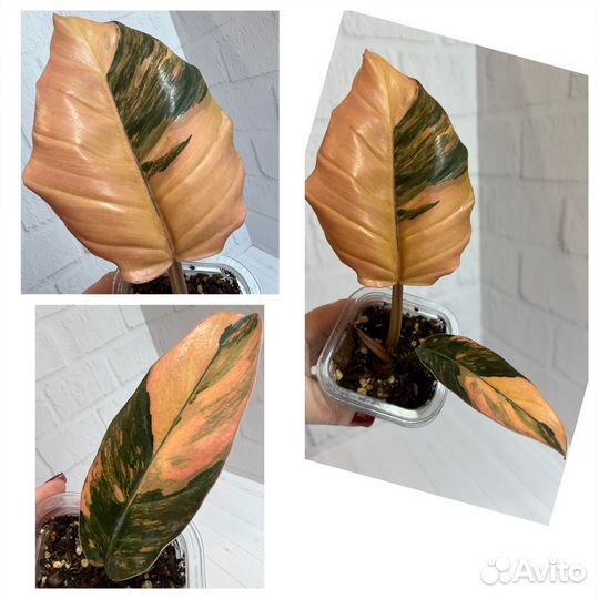 Филодендрон карамель марбл