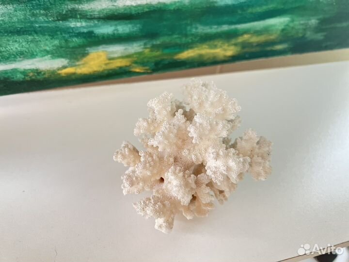 Коралл белый. Отличное состояние