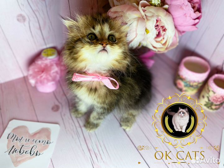 Pixel. Эксклюзивная девочка манчкин long