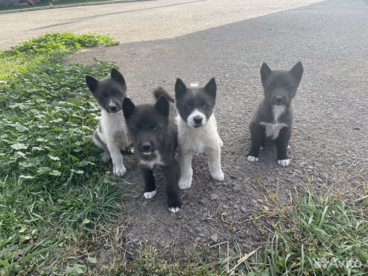 Щенки Лайки