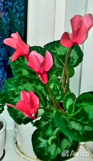 Цикломен в горшочке