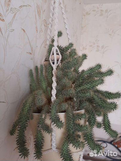 Кактус цветущий