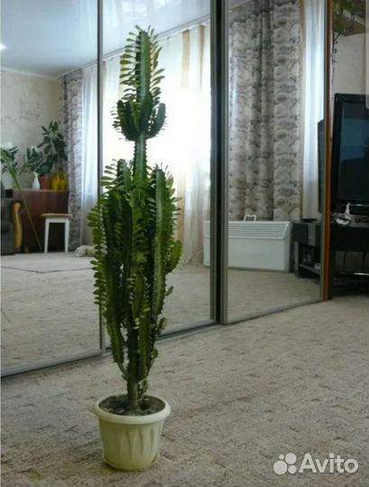 Молочай трехгранный эуфорбия суккулент детки