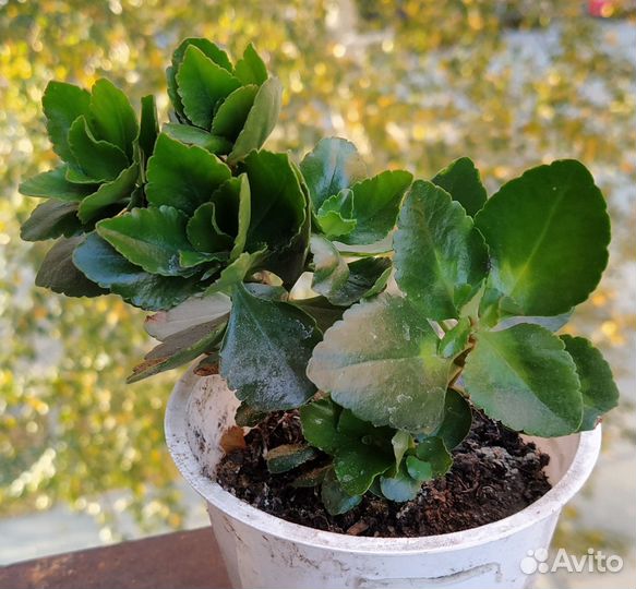 Денежное дерево