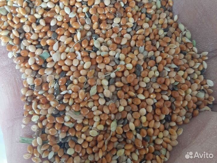 Пшеница Ячмень Просо Сорго