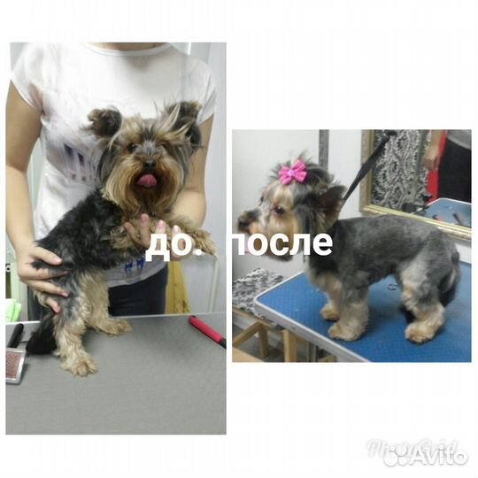 Стрижка собак и кошек