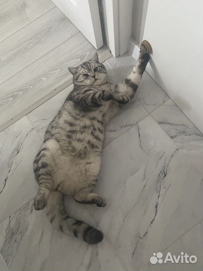 Шотландский кот вязка