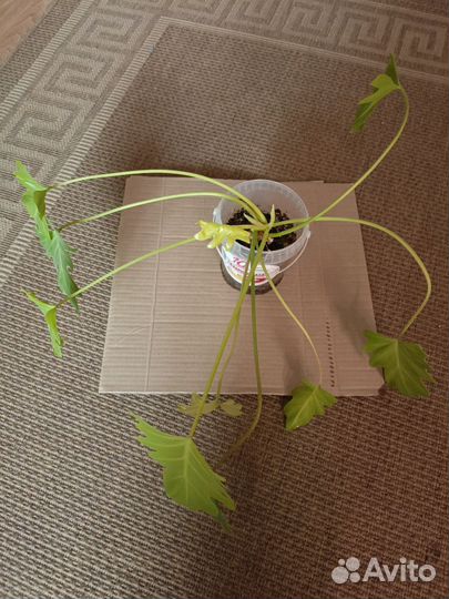 Филодендрон,маранта,алоказия