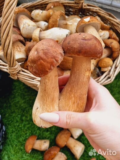 Грибы белые в наличии свежие