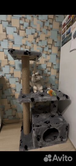 Шотландская