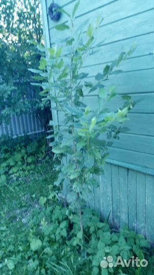 Саженцы вишни