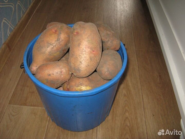 Продаю картофель