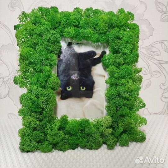 Стабилизированный мох картина