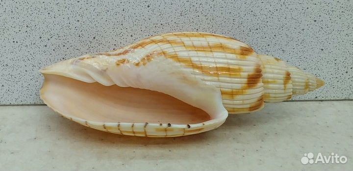 Лурия Куродай 10 морская ракушка раковина