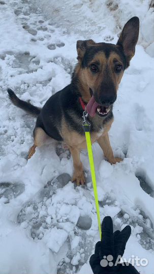 Собака в добрые руки отдам бесплатно