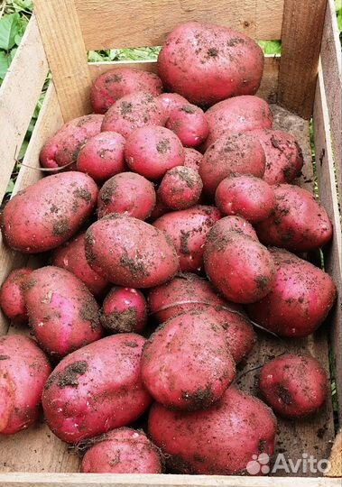 Грибы соленые