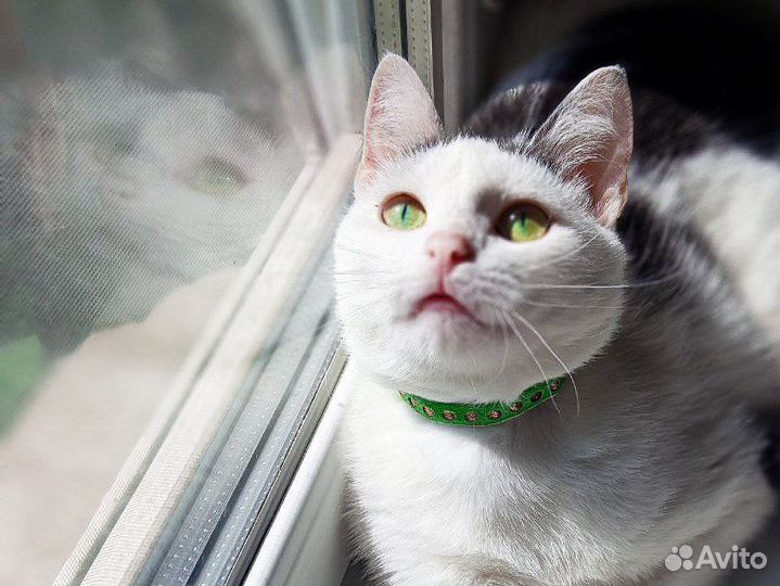 Кошка в добрые руки