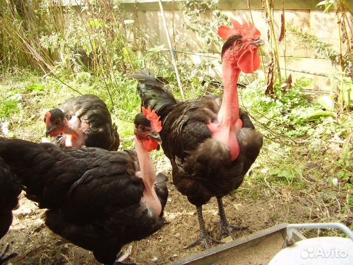 Инкубационное яйцо цветного бройлера Naked Neck