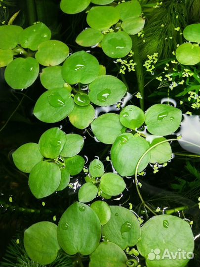 Набор растений для аквариума