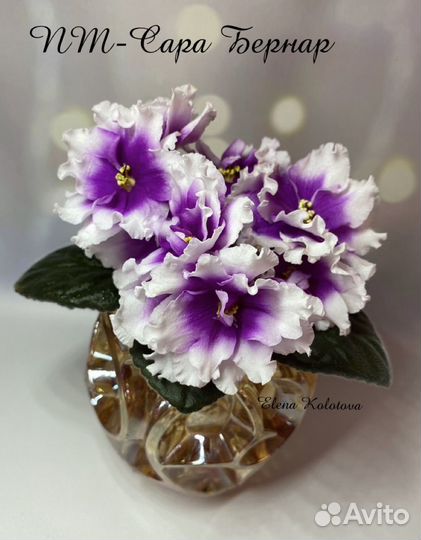 Фиалка сортовая