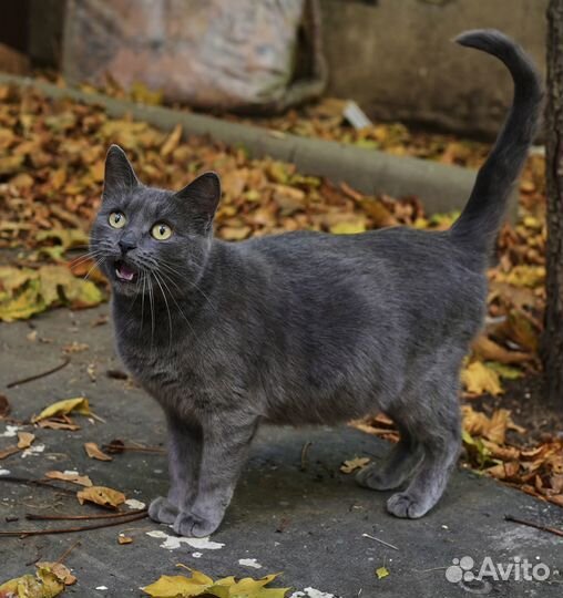 Ищем дом Дымке