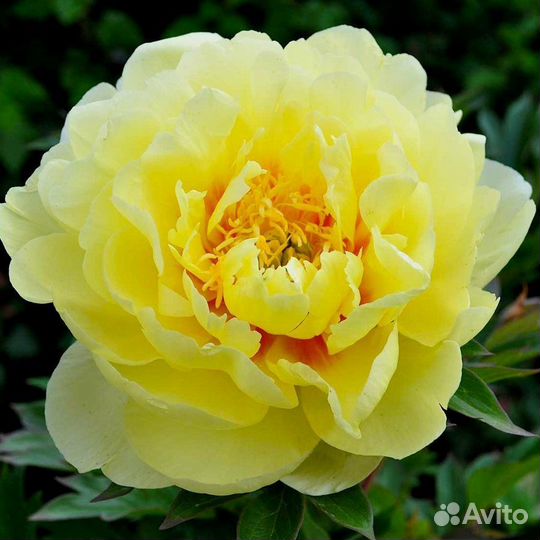 Голландские корни сортовых пионов