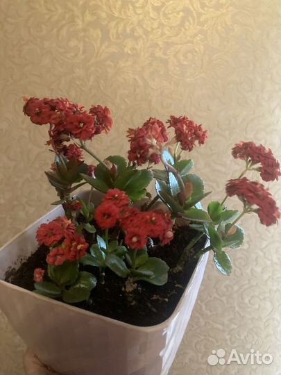 Каланхоэ каландива цветущее