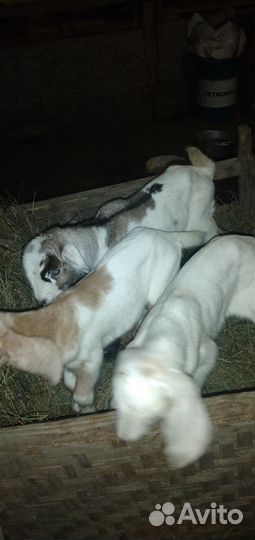 Нубийские козлята