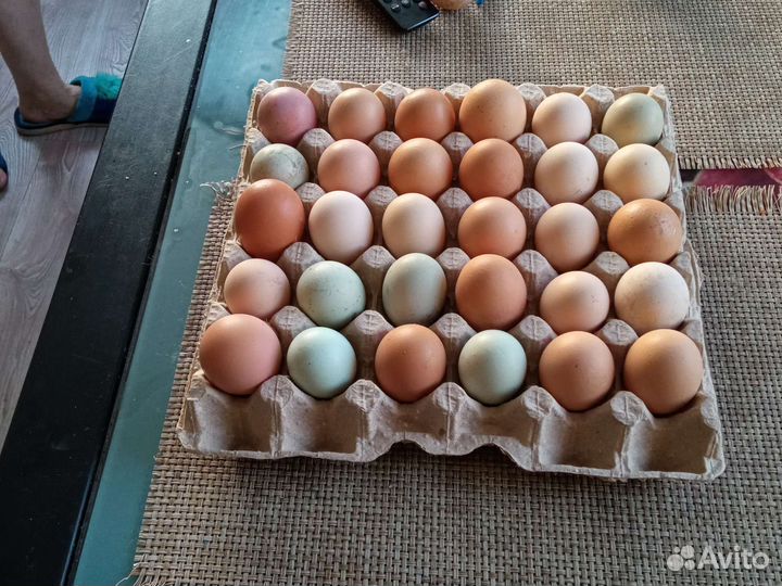 Инкубационное яйцо