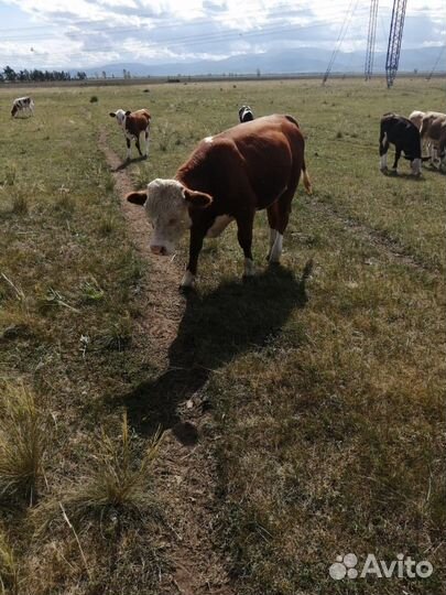 Телята бычки герефорды сементалы