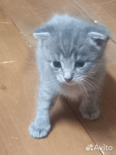 Отдам кошечку даром