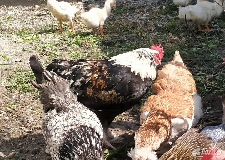 Продам петухов