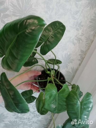 Филодендрон бурле маркс