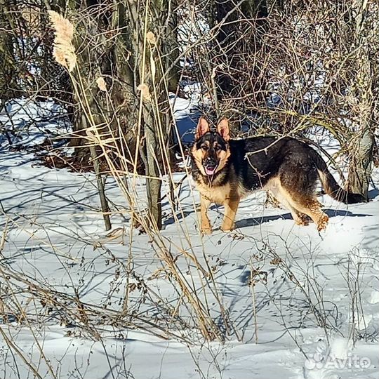 Кабель для вязки,возраст 4года
