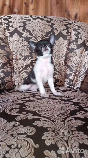 Красивый мальчик чихуа