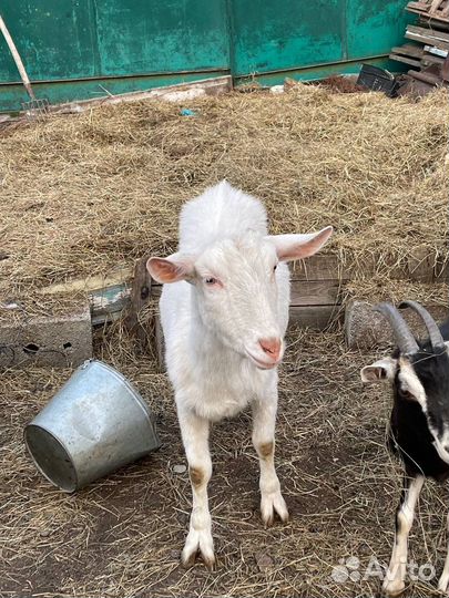 Зааненские козы дойные