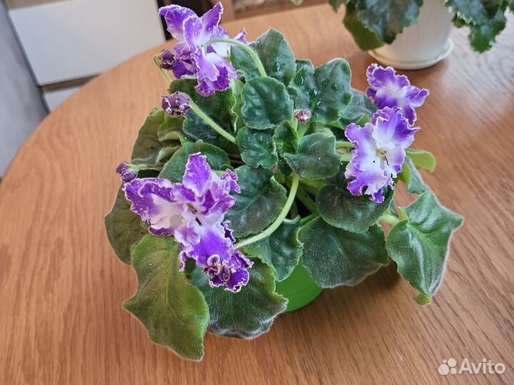 Фиалка цветущая