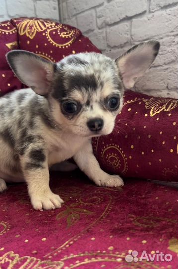 Голубой Мерль с подпалом