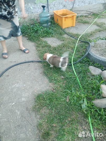 Отдам щенят