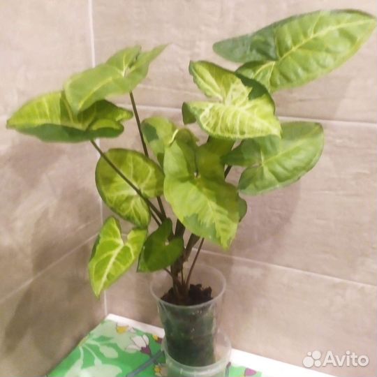 Сингониумы сортовые