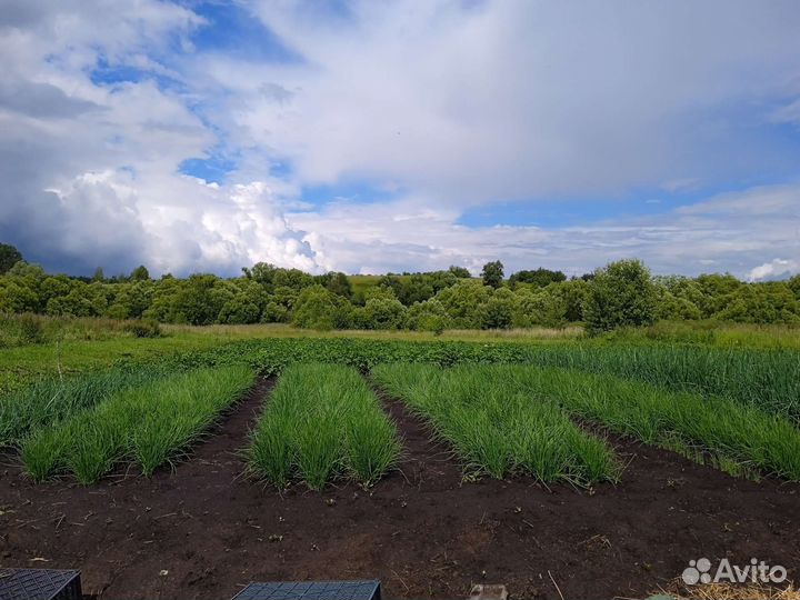 Морковь, тыква, кабачки, картошка