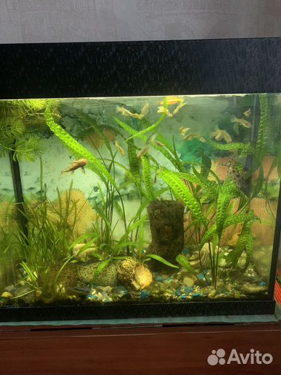 Аквариум с рыбками