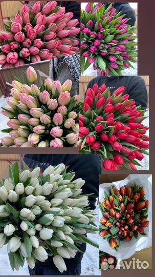 Тюльпаны опт и розница