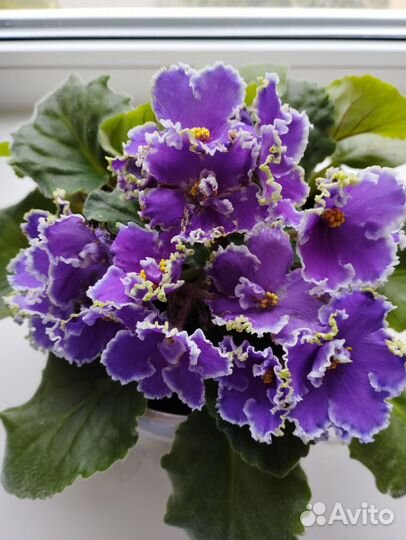 Фиалки в горшках