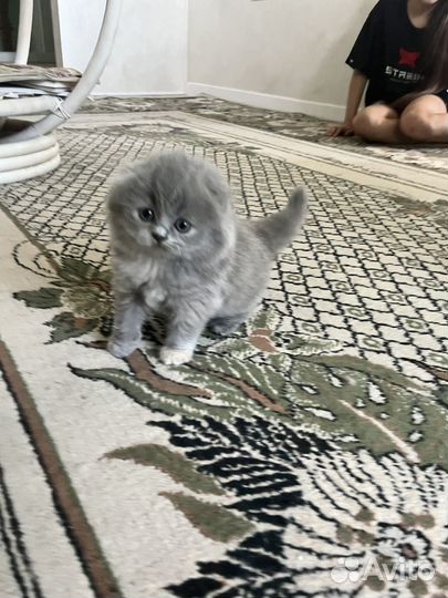 Шотландский вислоухий котенок