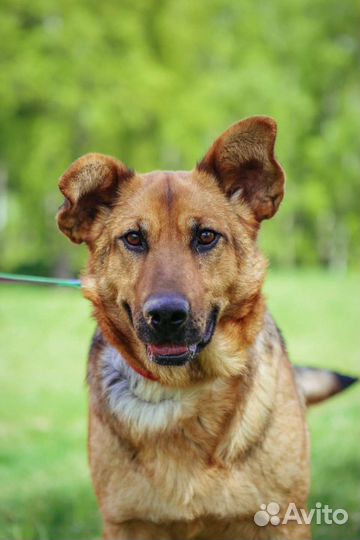 Собака из приюта бесплатно