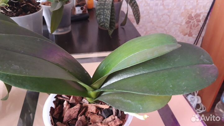 Орхидея фаленопсис